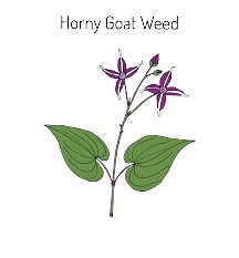 Horny Goat Weed