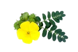 Tribulus Terrestris